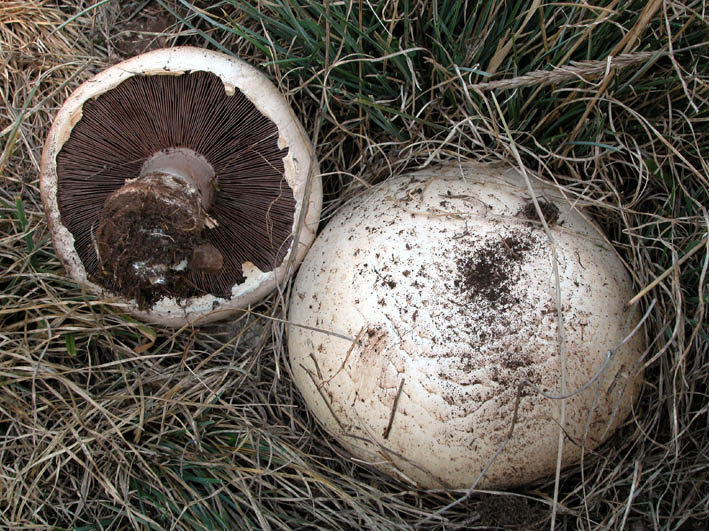 Agaricus sp.