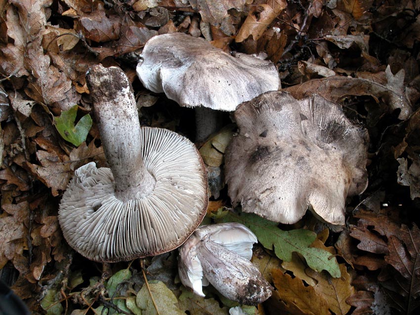 Tricholoma bresadolanum