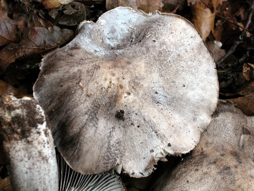 Tricholoma bresadolanum