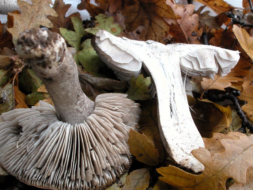 Tricholoma bresadolanum