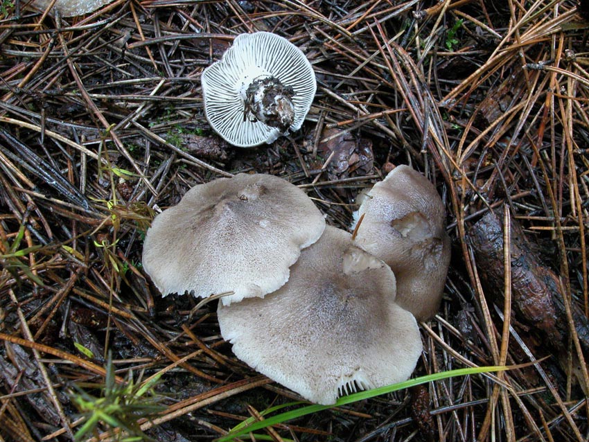 Dubbi su Tricholoma