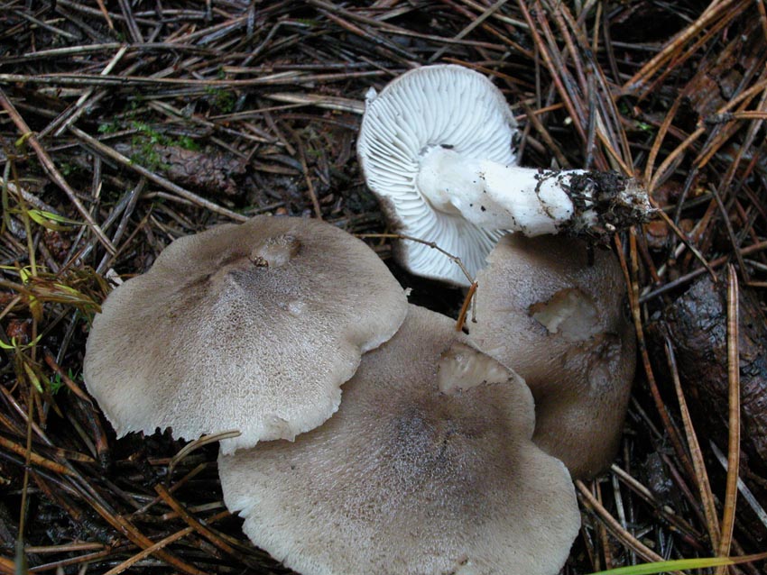 Dubbi su Tricholoma