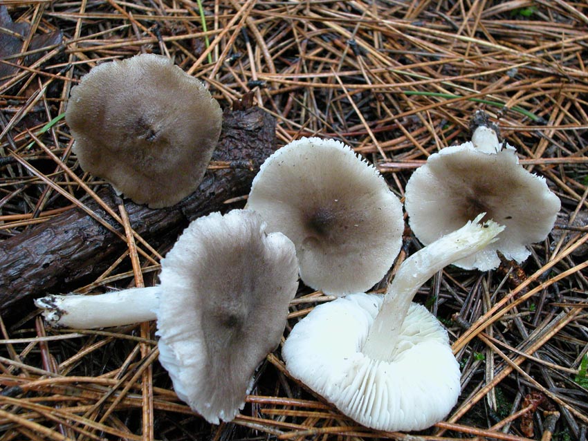 Dubbi su Tricholoma