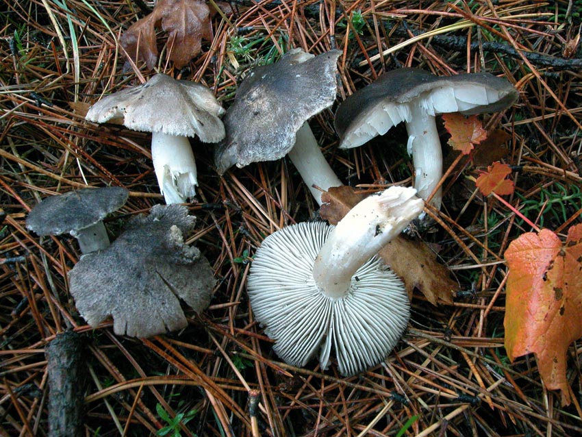 Dubbi su Tricholoma
