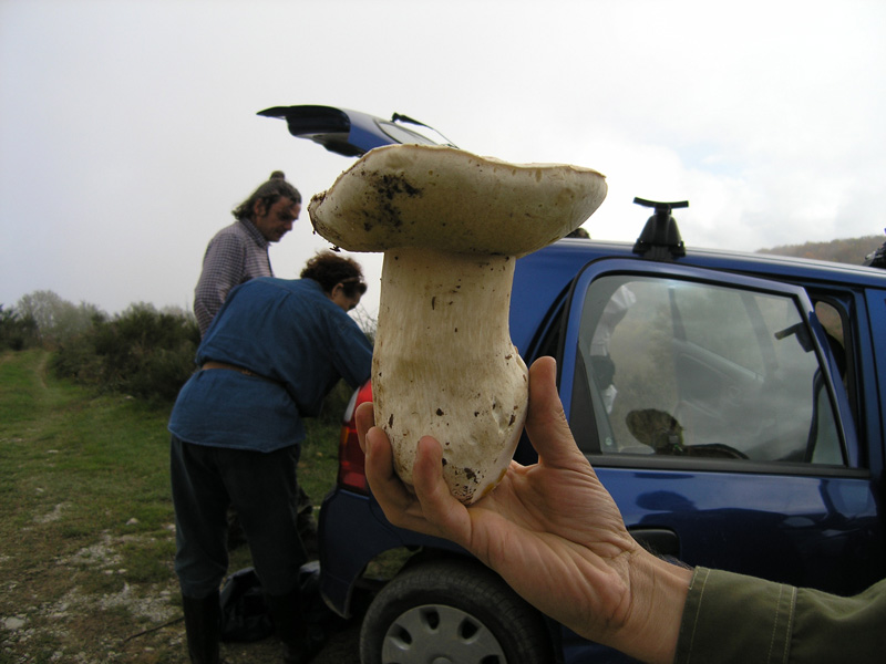 I Miei Funghi (1�)