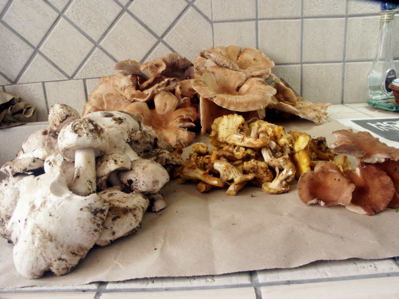 Panaeolus? (cfr. Psathyrella hirta/P. spintrigera)