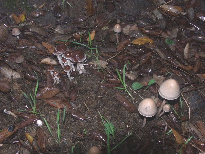Panaeolus? (cfr. Psathyrella hirta/P. spintrigera)