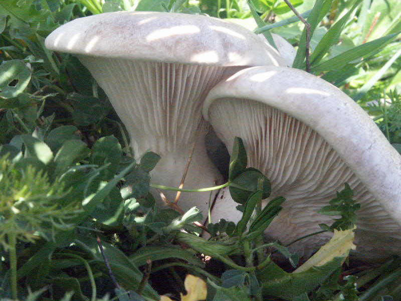 Pleurotus eryngii , Natura Mediterraneo Forum Naturalistico