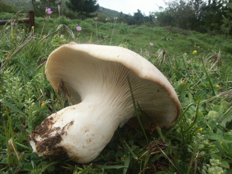 Pleurotus eryngii , Natura Mediterraneo | Forum Naturalistico