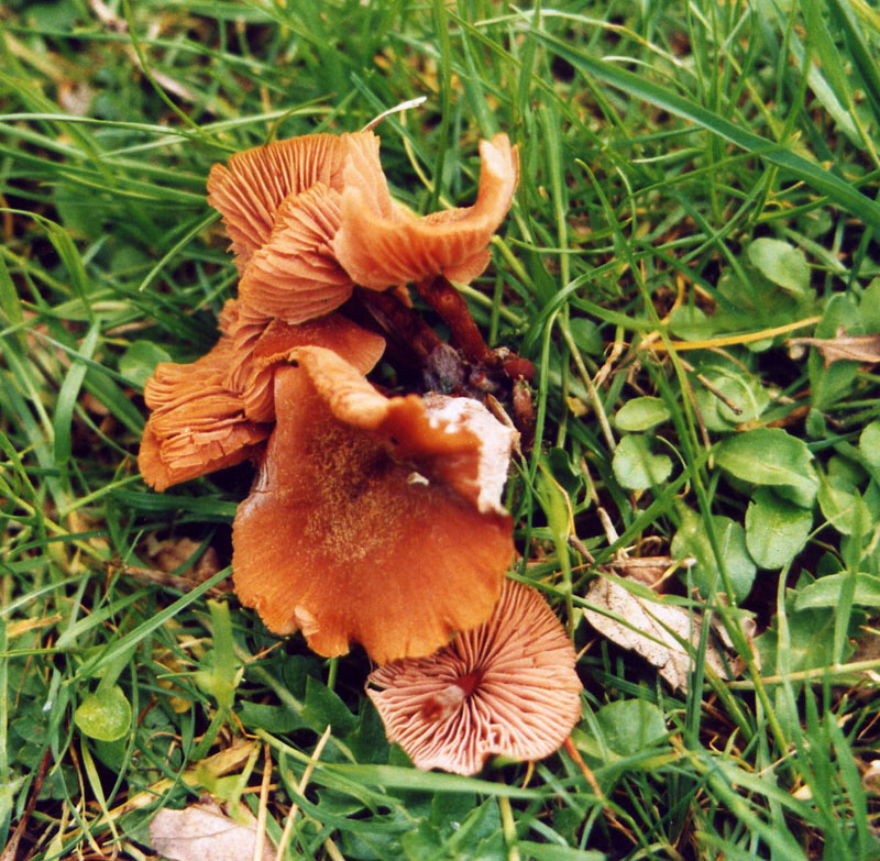 Da determinare (Laccaria sp.)