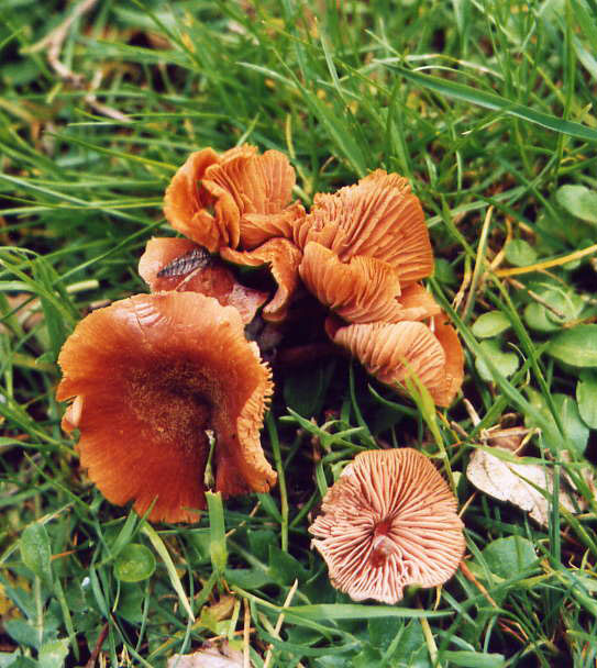 Da determinare (Laccaria sp.)