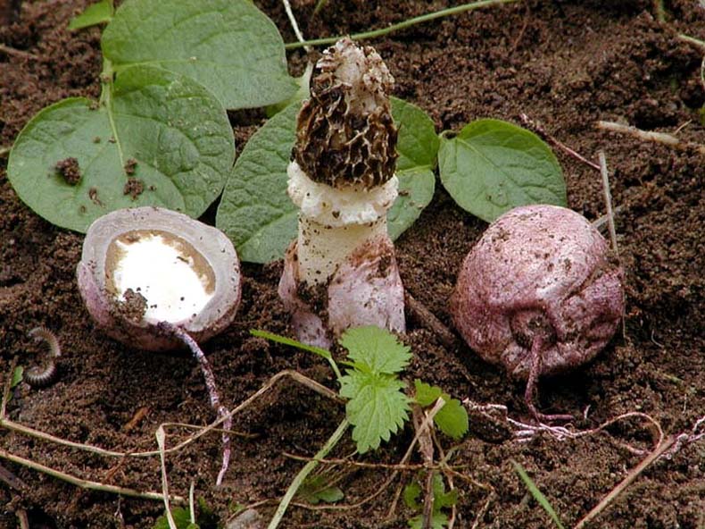 due gasteromiceti interessanti