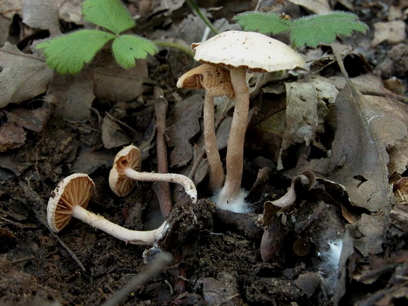 Due giorni di raccolta in 20 foto