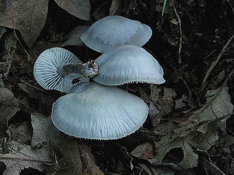 Due giorni di raccolta in 20 foto