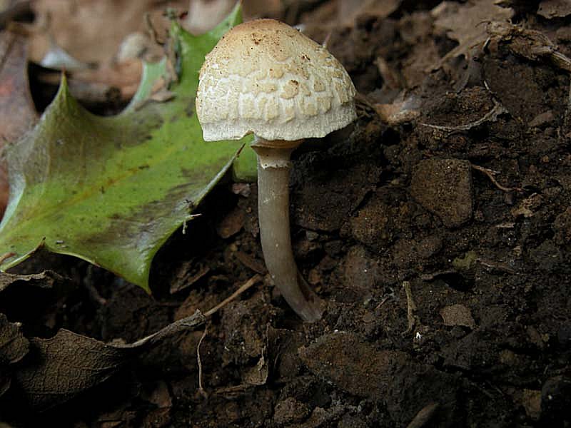 Due giorni di raccolta in 20 foto