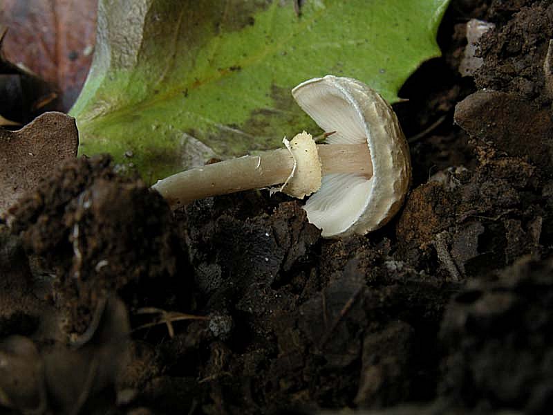 Due giorni di raccolta in 20 foto