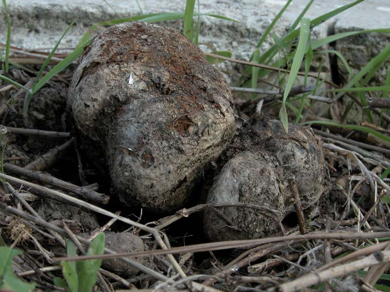 Due giorni di raccolta in 20 foto