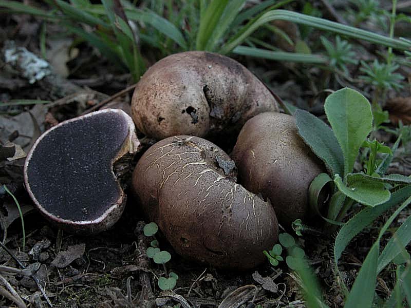 Due giorni di raccolta in 20 foto