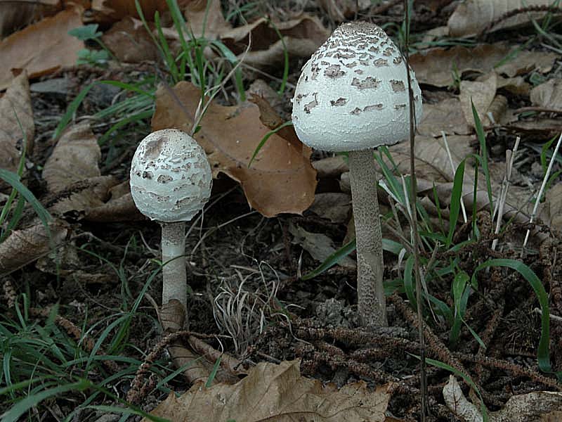 Due giorni di raccolta in 20 foto