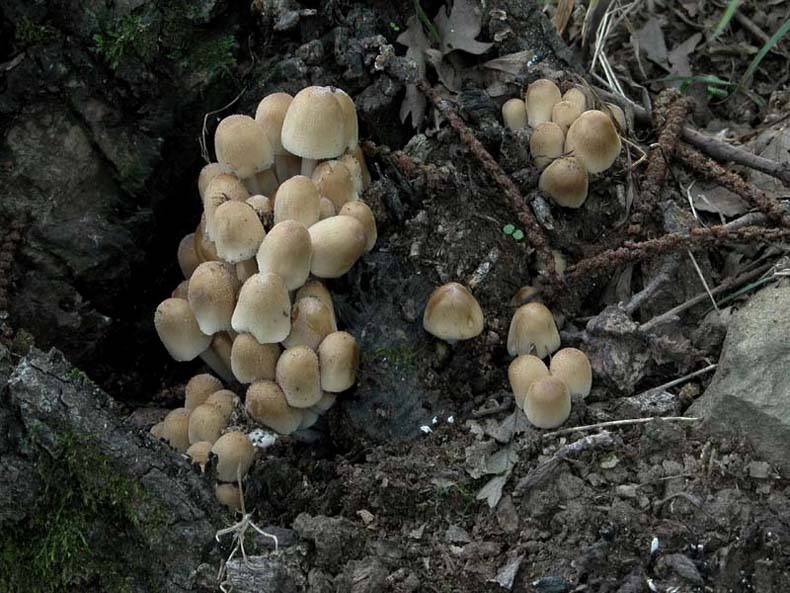 Due giorni di raccolta in 20 foto