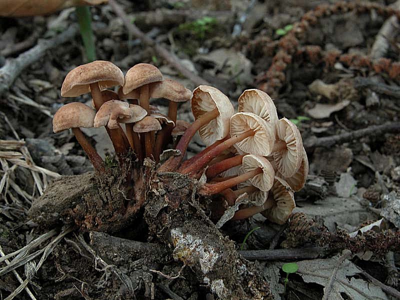 Due giorni di raccolta in 20 foto