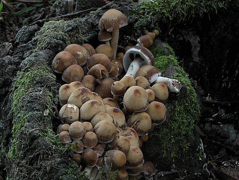 Due giorni di raccolta in 20 foto