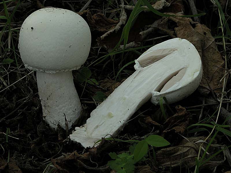 Due giorni di raccolta in 20 foto