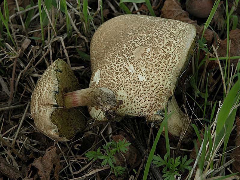 Due giorni di raccolta in 20 foto