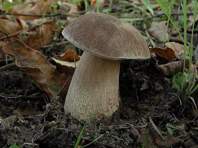 Due giorni di raccolta in 20 foto