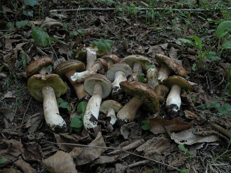 Due giorni di raccolta in 20 foto