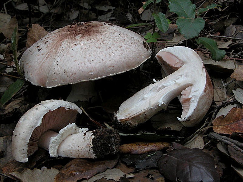 Agaricus d.d.
