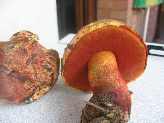 Boletus luteocupreus da discutere