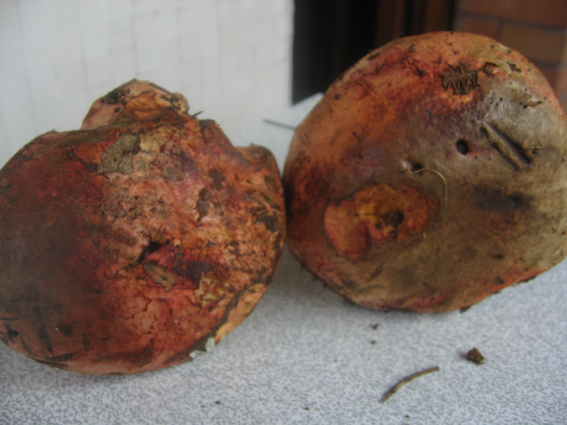 Boletus luteocupreus da discutere