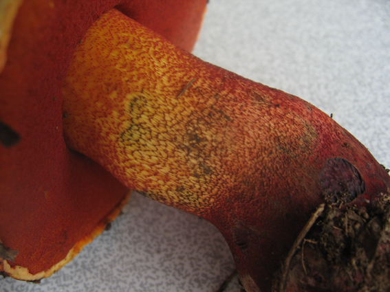 Boletus luteocupreus da discutere