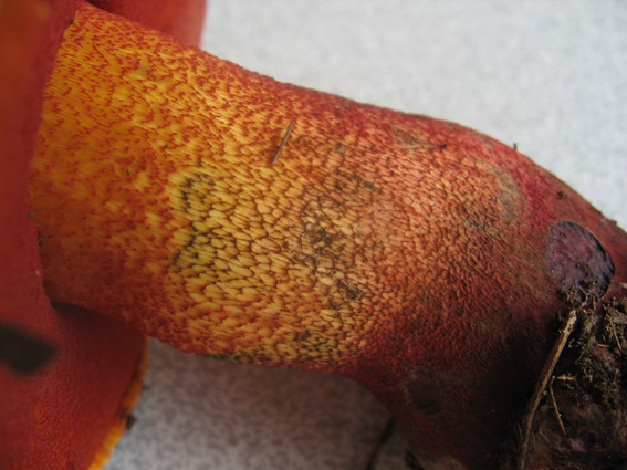 Boletus luteocupreus da discutere