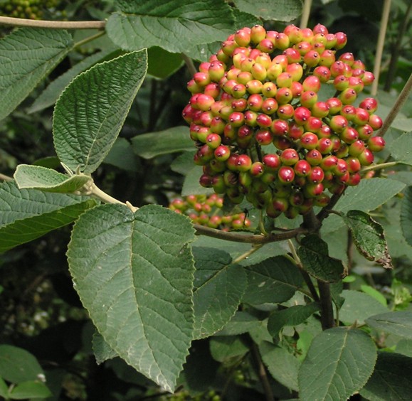 Viburnum lantana & Viburnum tinus