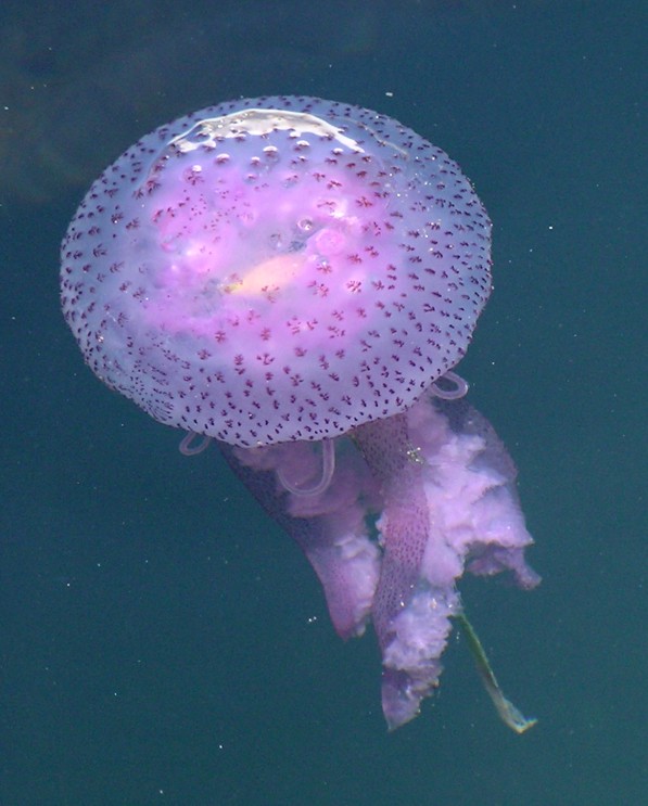 Pelagia noctiluca (Forsskl, 1775)