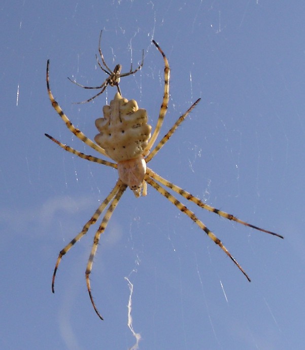 Argiope lobata: omaggio a lynkos