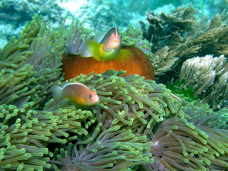 Aiptasia diaphana