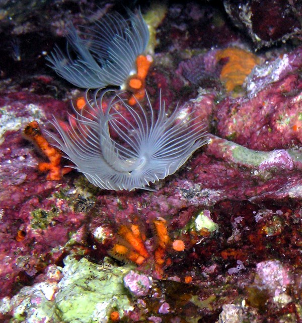 protula tubularia