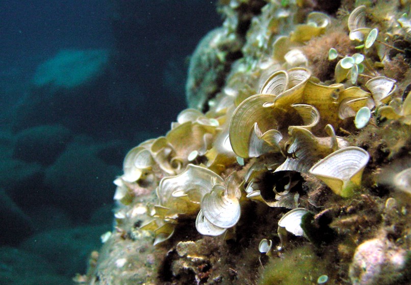 Padina pavonica