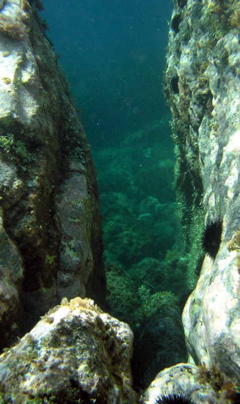 Padina pavonica