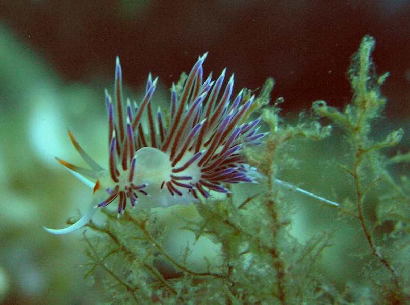 Cratena peregrina (Gmelin, 1791)