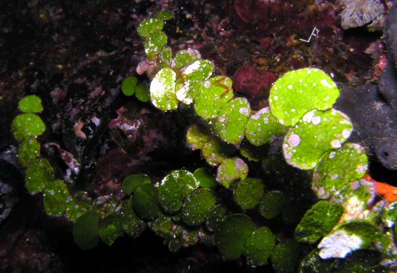 Halimeda tuna