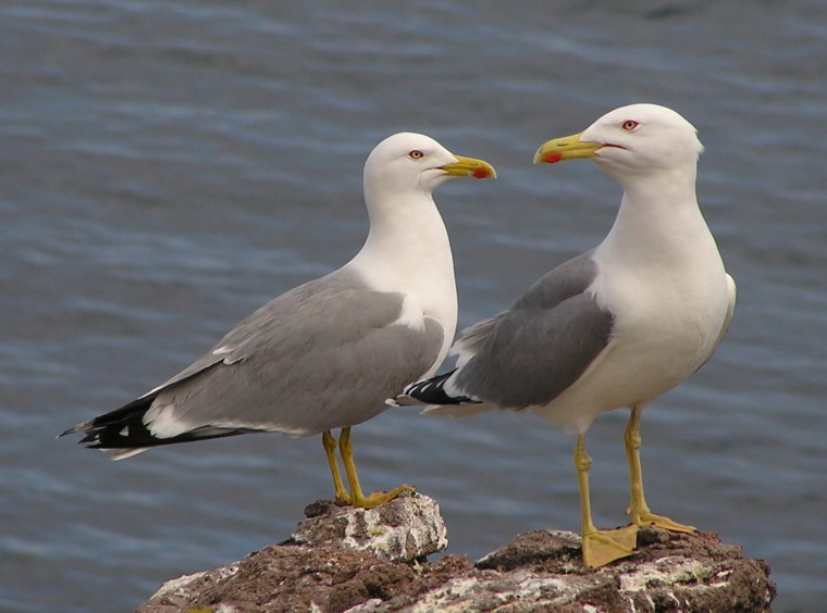 un gabbiano molto mediterraneo