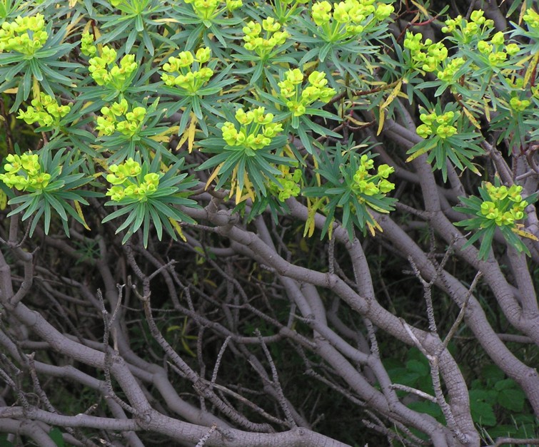 Euphorbia dendroides / Euforbia arborescente