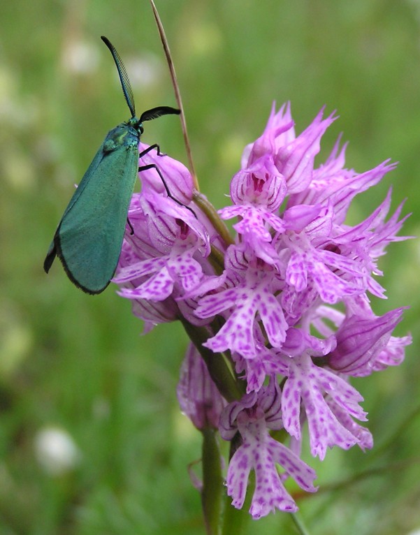 Adscita sp. (zigenide)