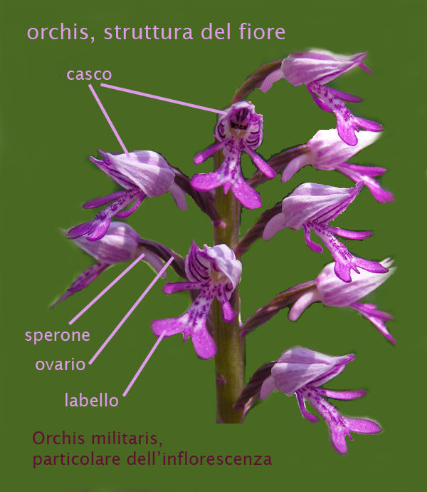 orchidee,struttura del fiore - parte seconda