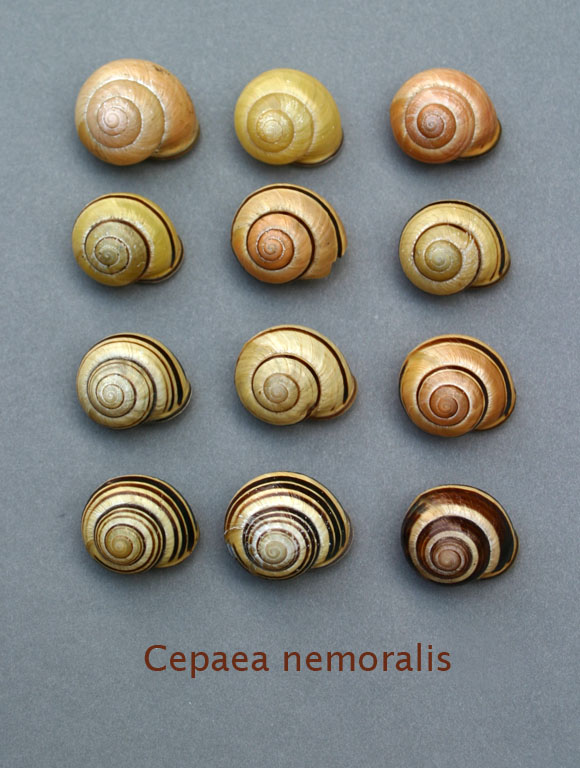 Cepaea nemoralis