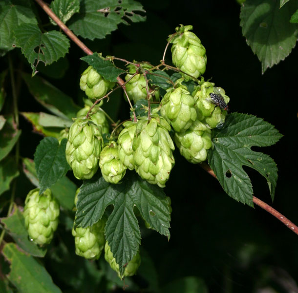 Humulus lupulus / Luppolo